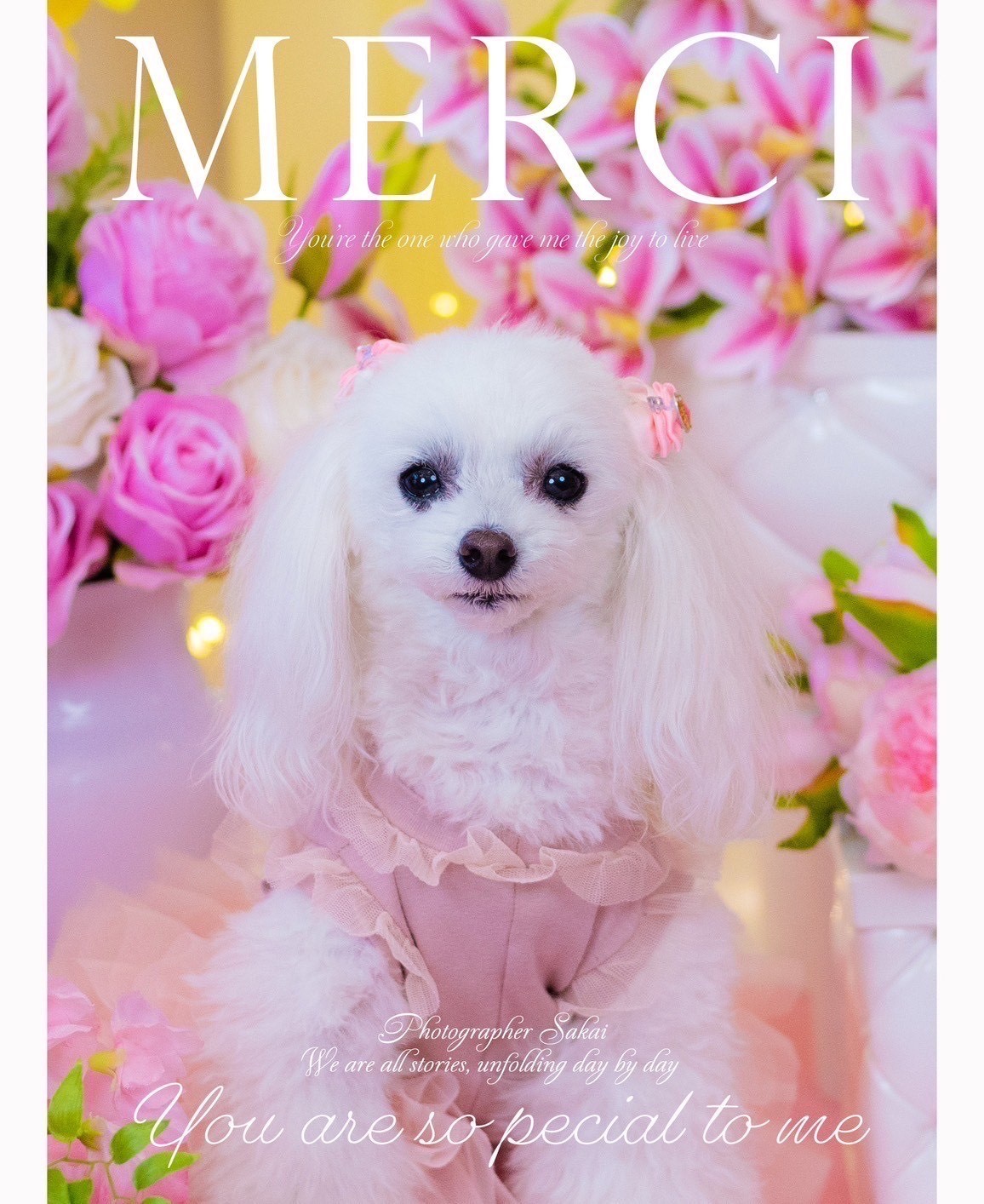 ドッグサロン Betty Mについて